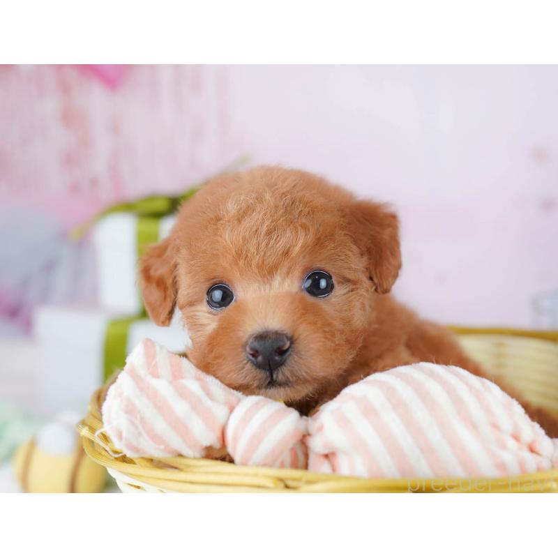 販売中の千葉県のトイプードル-437840の6枚目