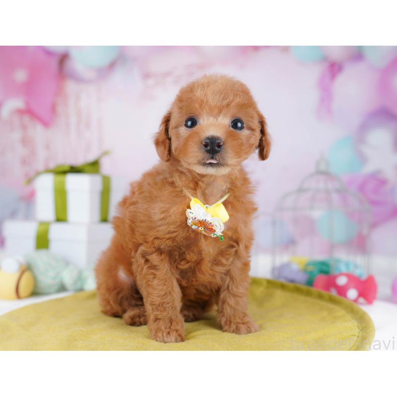 販売中の千葉県のトイプードル-437840の5枚目