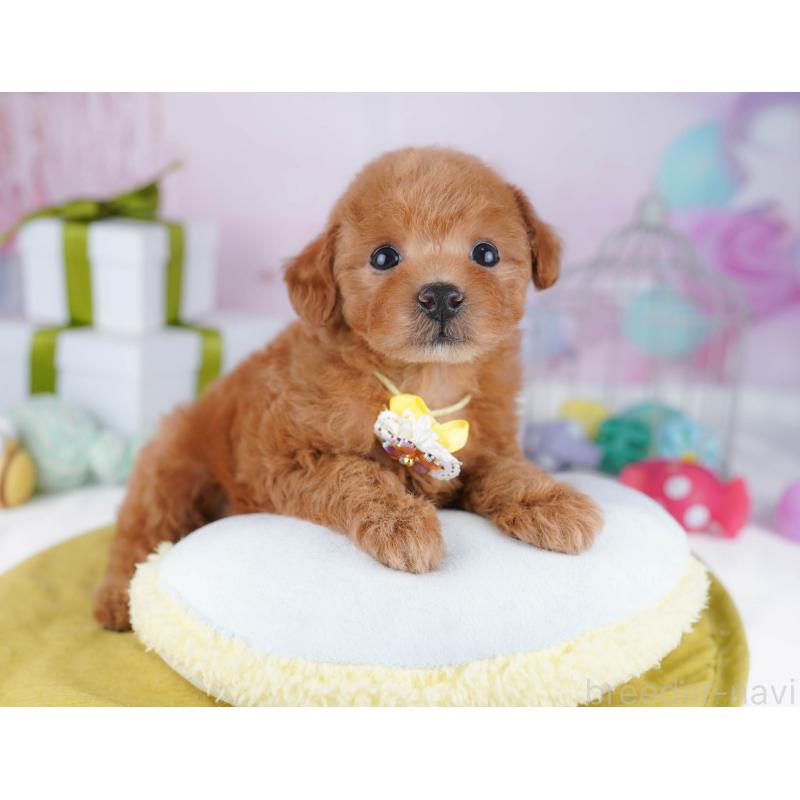 販売中の千葉県のトイプードル-437840の4枚目