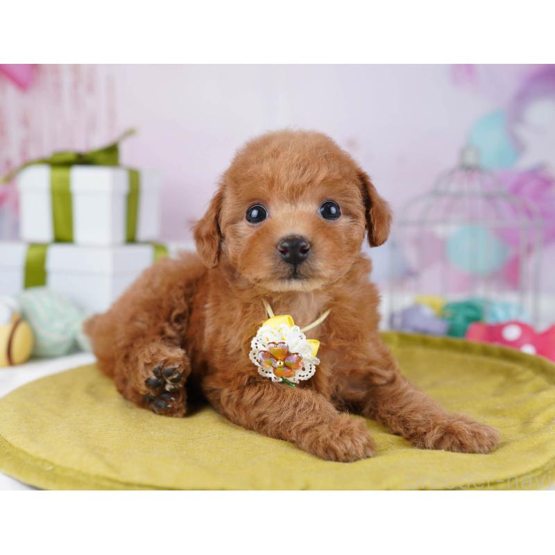 販売中の千葉県のトイプードル-437840の3枚目