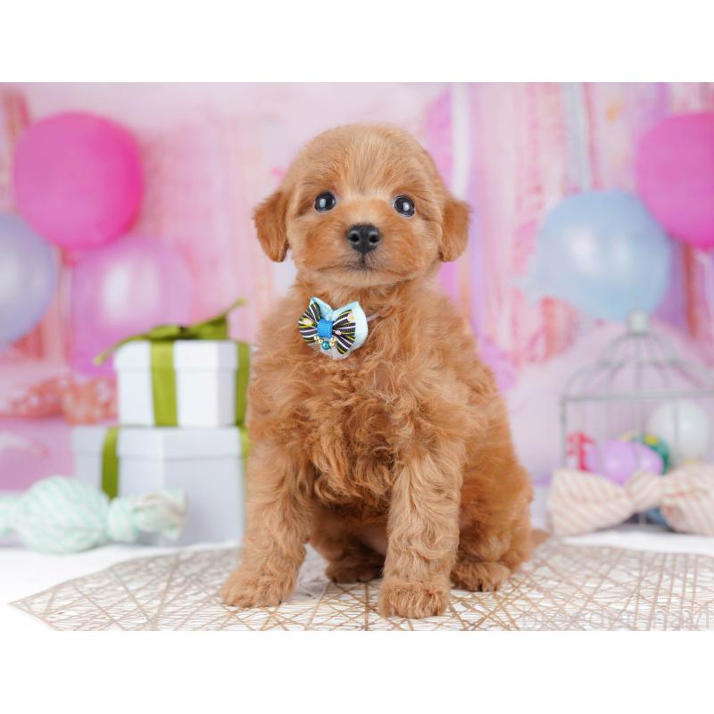 販売中の千葉県のトイプードル-437836の11枚目