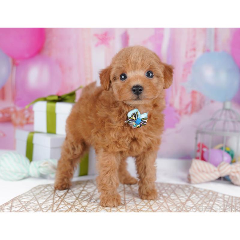 販売中の千葉県のトイプードル-437836の10枚目