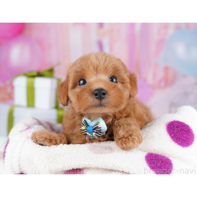 販売中の千葉県のトイプードル-437836の9枚目