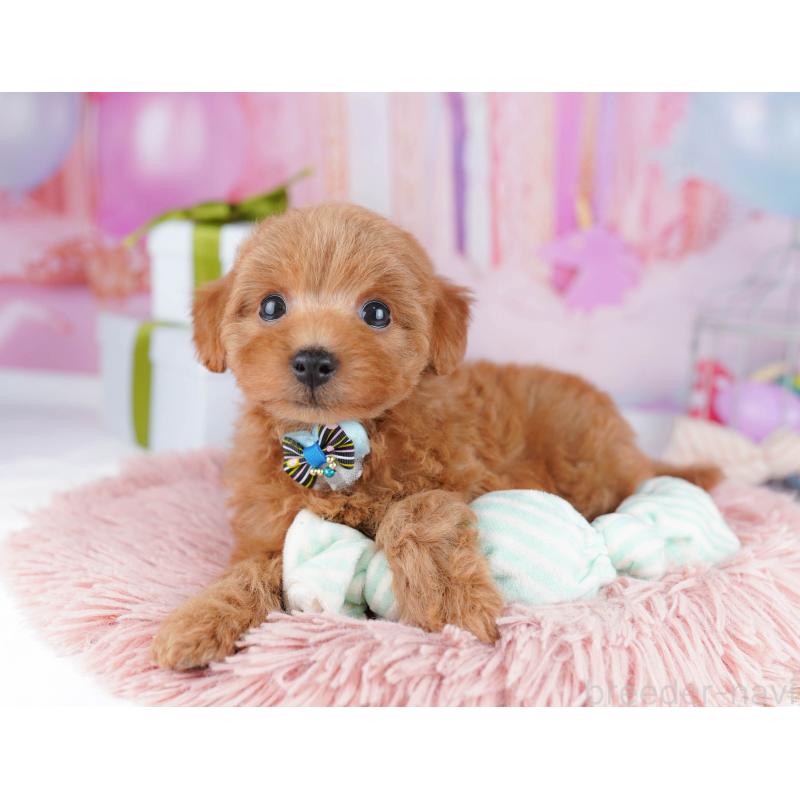 販売中の千葉県のトイプードル-437836の8枚目