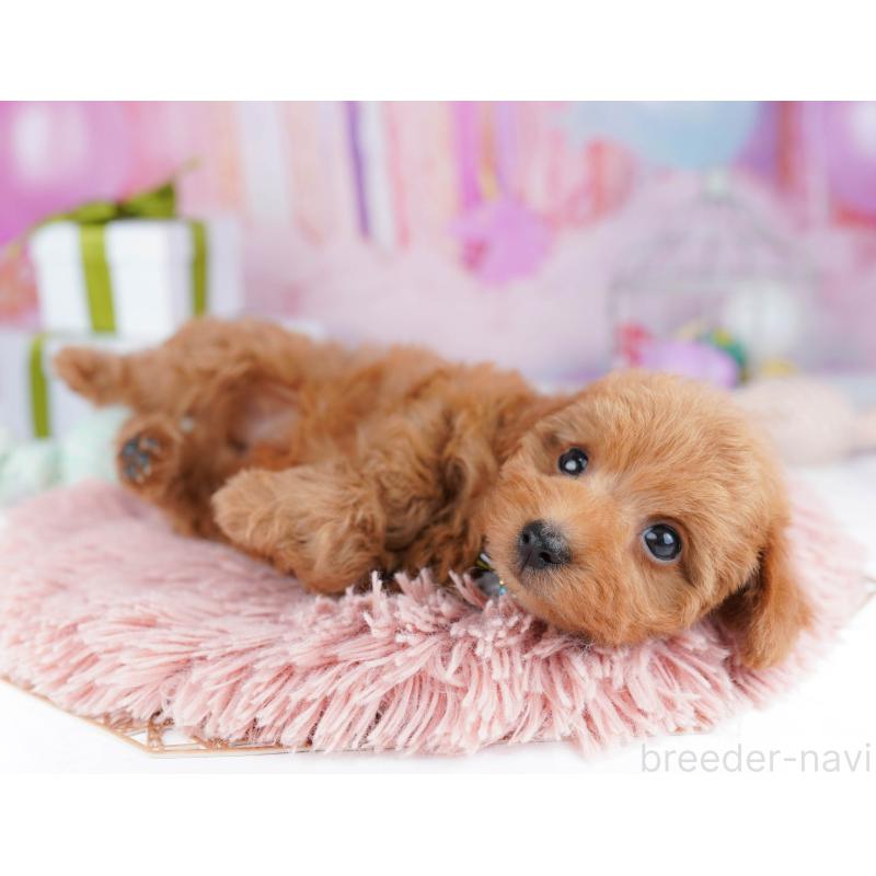 販売中の千葉県のトイプードル-437836の7枚目