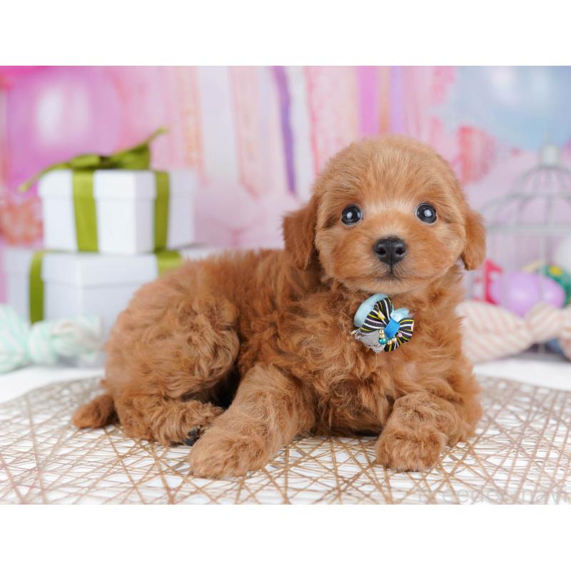 販売中の千葉県のトイプードル-437836の6枚目