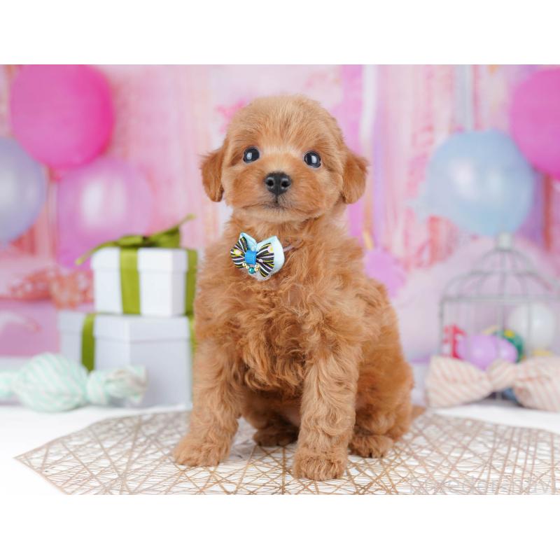 販売中の千葉県のトイプードル-437836の5枚目