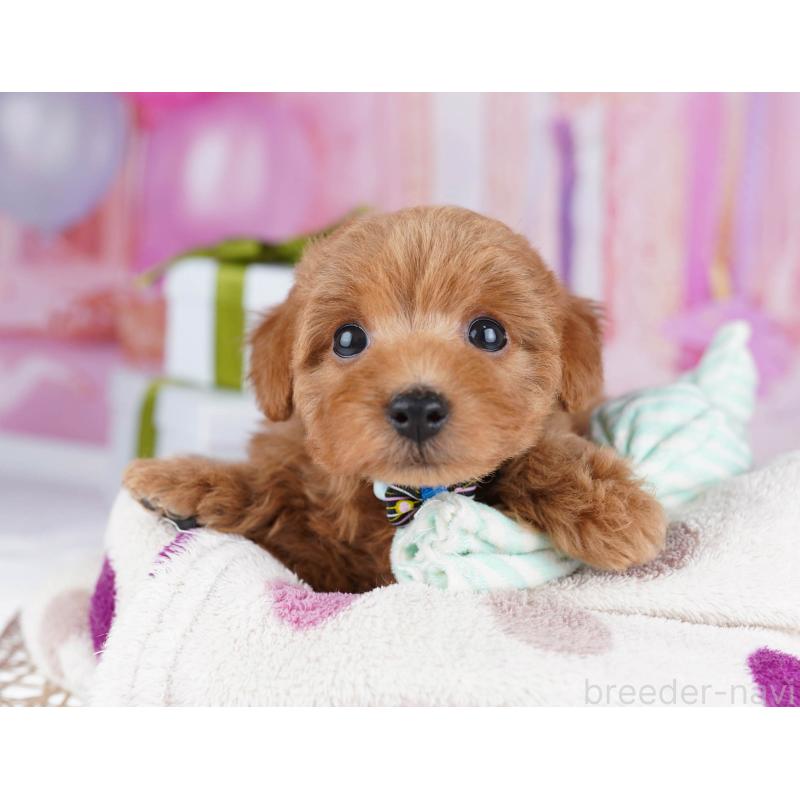 販売中の千葉県のトイプードル-437836の4枚目