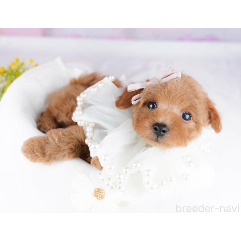 販売中の千葉県のトイプードル-437836の3枚目