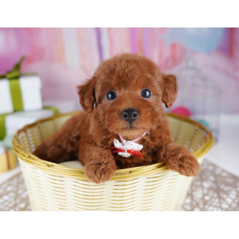 販売中の千葉県のトイプードル-437721の11枚目