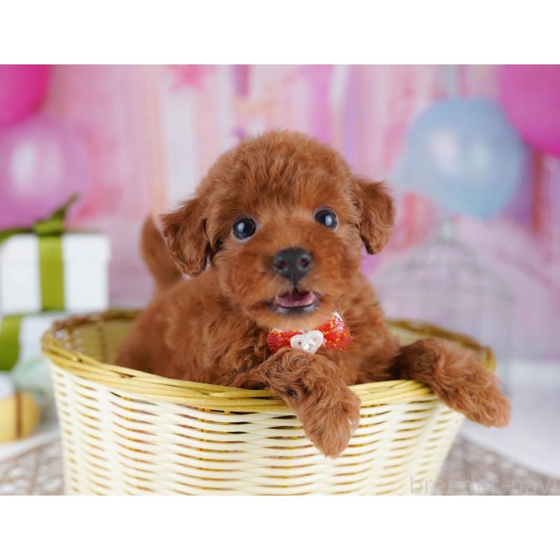 販売中の千葉県のトイプードル-437721の10枚目