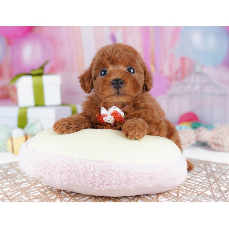 販売中の千葉県のトイプードル-437721の8枚目