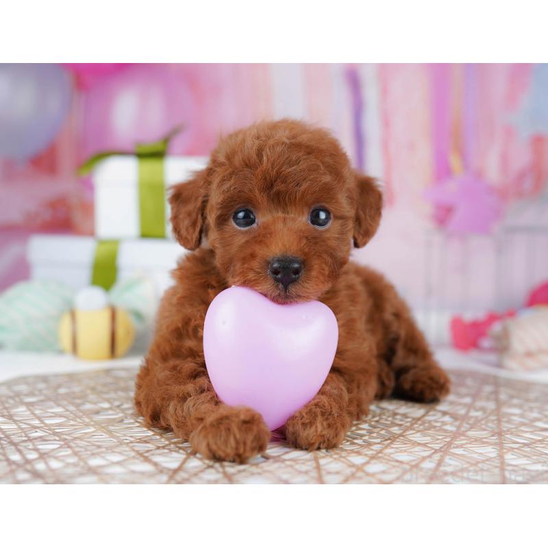 販売中の千葉県のトイプードル-437721の7枚目