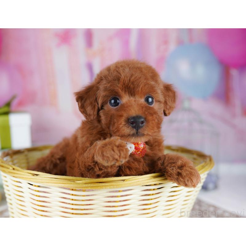 販売中の千葉県のトイプードル-437721の6枚目