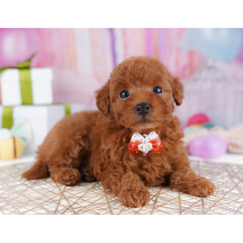 販売中の千葉県のトイプードル-437721の5枚目