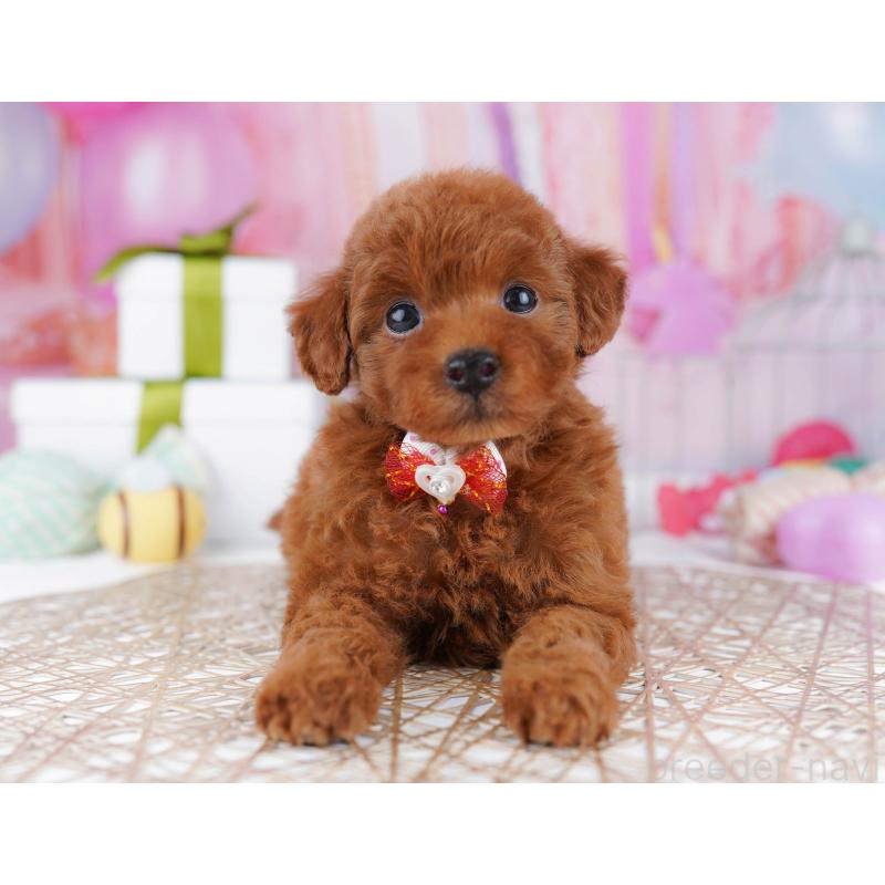 販売中の千葉県のトイプードル-437721の4枚目