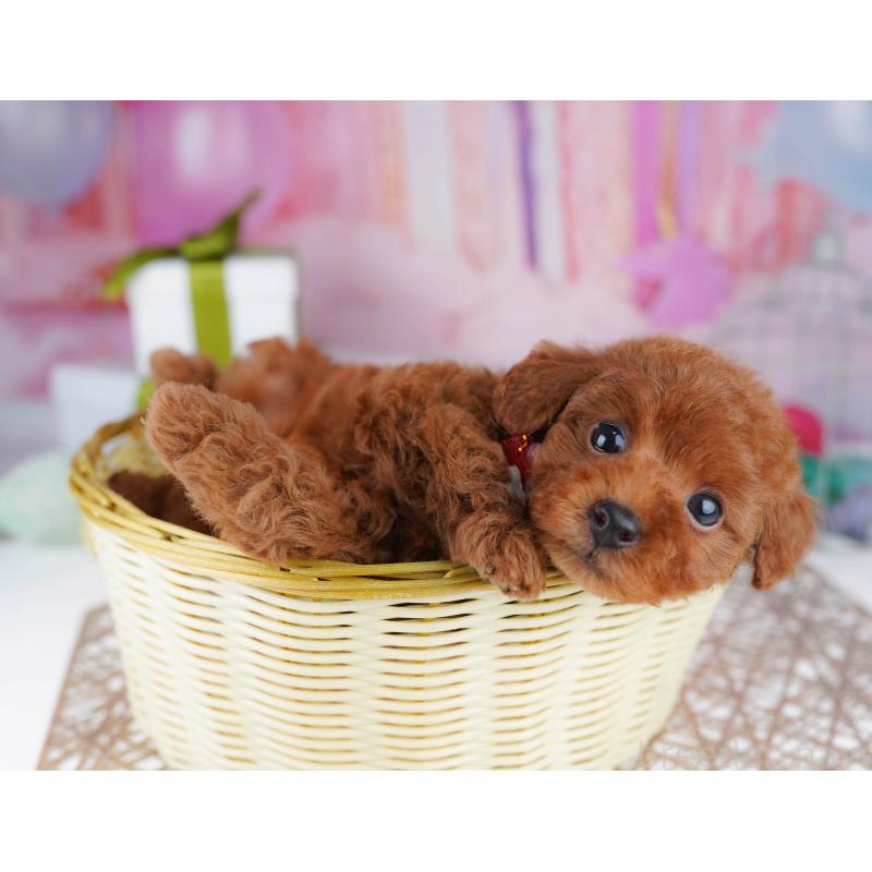 販売中の千葉県のトイプードル-437721の3枚目