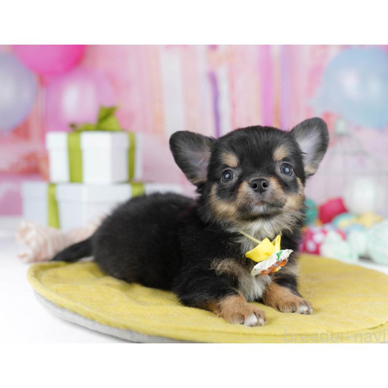 販売中の千葉県のチワワ(ロングコート)-437717