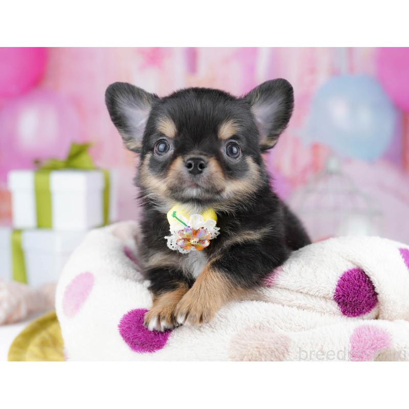 販売中の千葉県のチワワ(ロングコート)-437717の11枚目