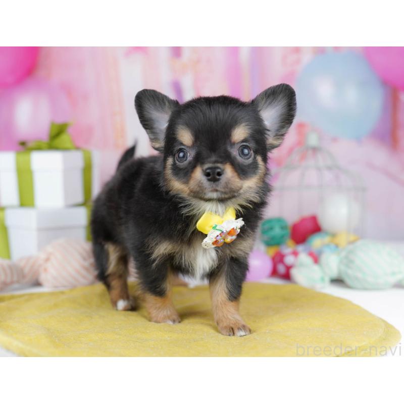 販売中の千葉県のチワワ(ロングコート)-437717の10枚目