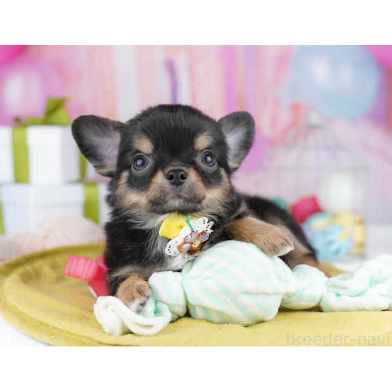 販売中の千葉県のチワワ(ロングコート)-437717の9枚目