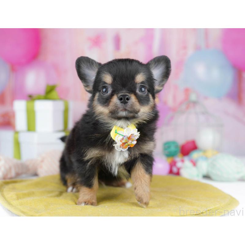 販売中の千葉県のチワワ(ロングコート)-437717の8枚目