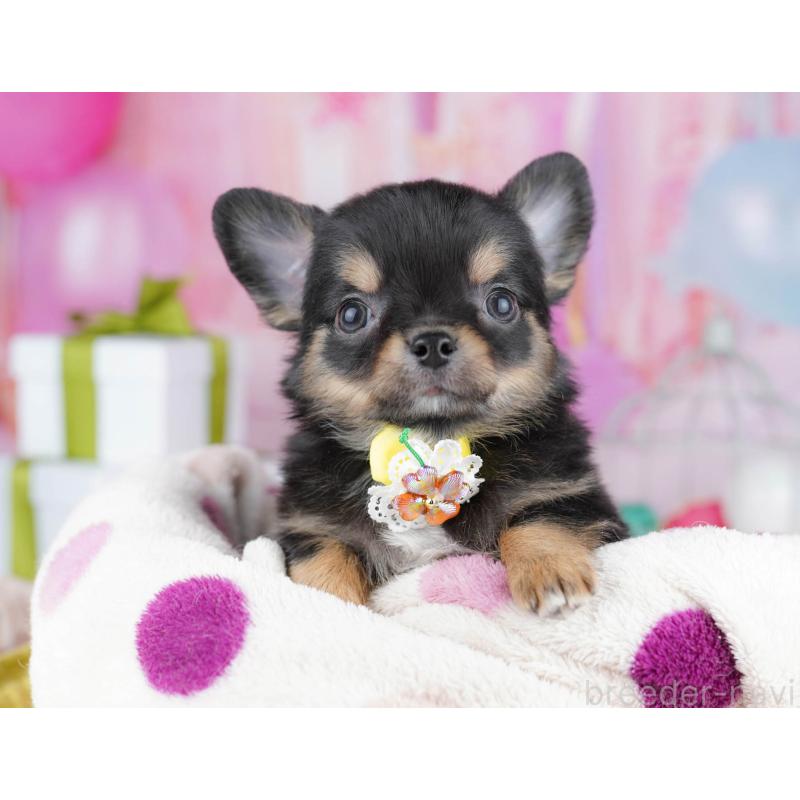 販売中の千葉県のチワワ(ロングコート)-437717の7枚目