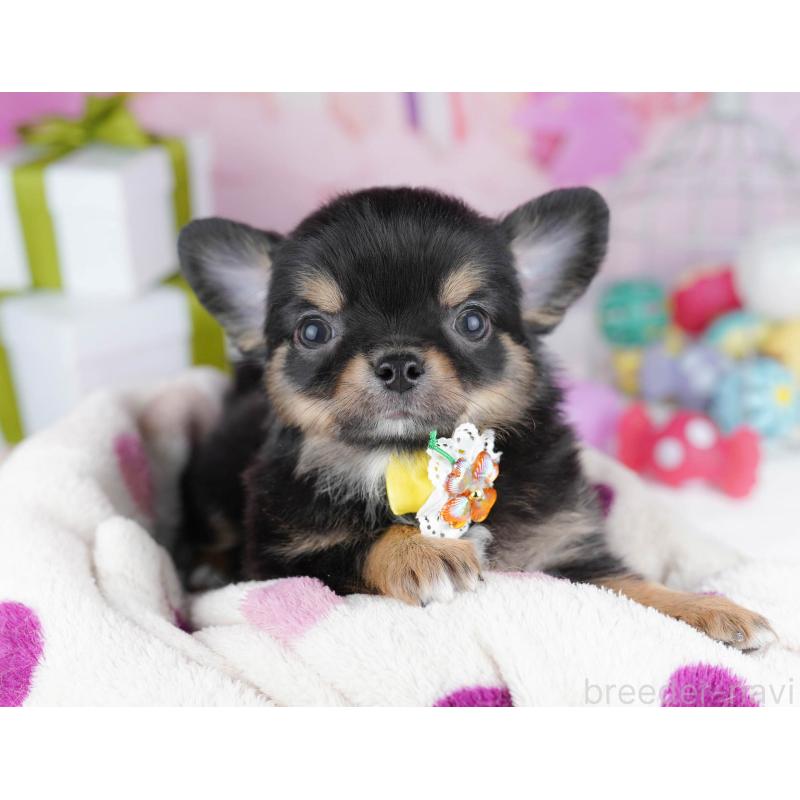 販売中の千葉県のチワワ(ロングコート)-437717の6枚目