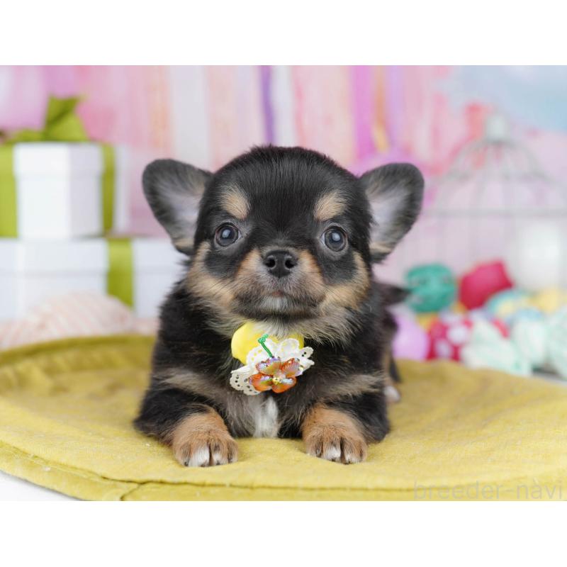 販売中の千葉県のチワワ(ロングコート)-437717の5枚目