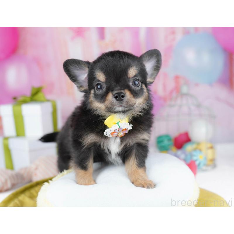 販売中の千葉県のチワワ(ロングコート)-437717の4枚目