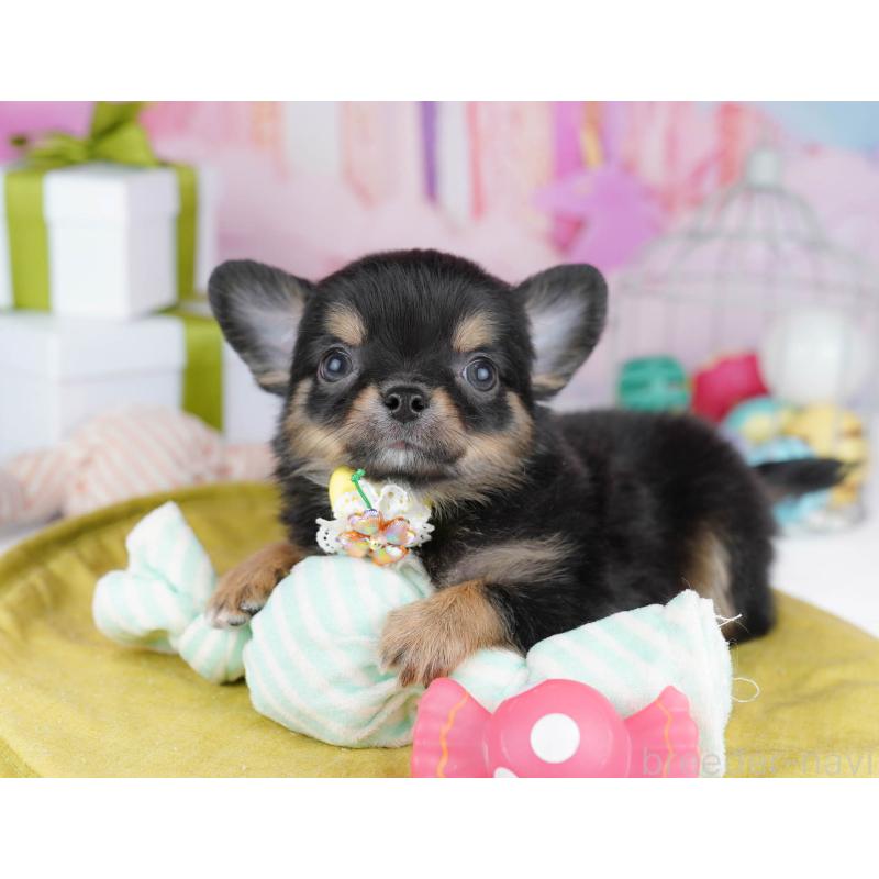 販売中の千葉県のチワワ(ロングコート)-437717の3枚目