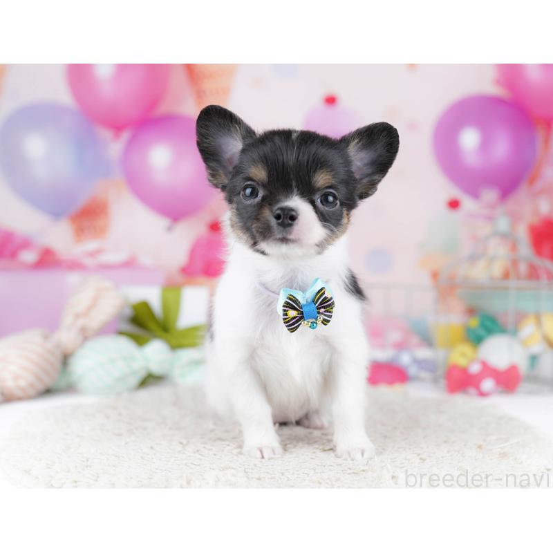 販売中の千葉県のチワワ(ロングコート)-437716