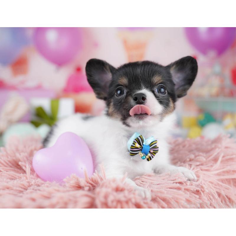 販売中の千葉県のチワワ(ロングコート)-437716の11枚目