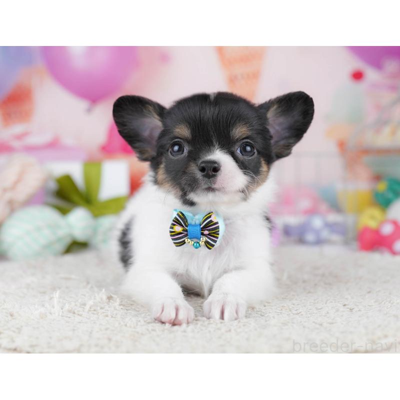 販売中の千葉県のチワワ(ロングコート)-437716の10枚目