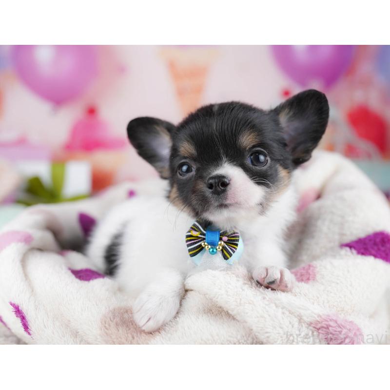 販売中の千葉県のチワワ(ロングコート)-437716の9枚目