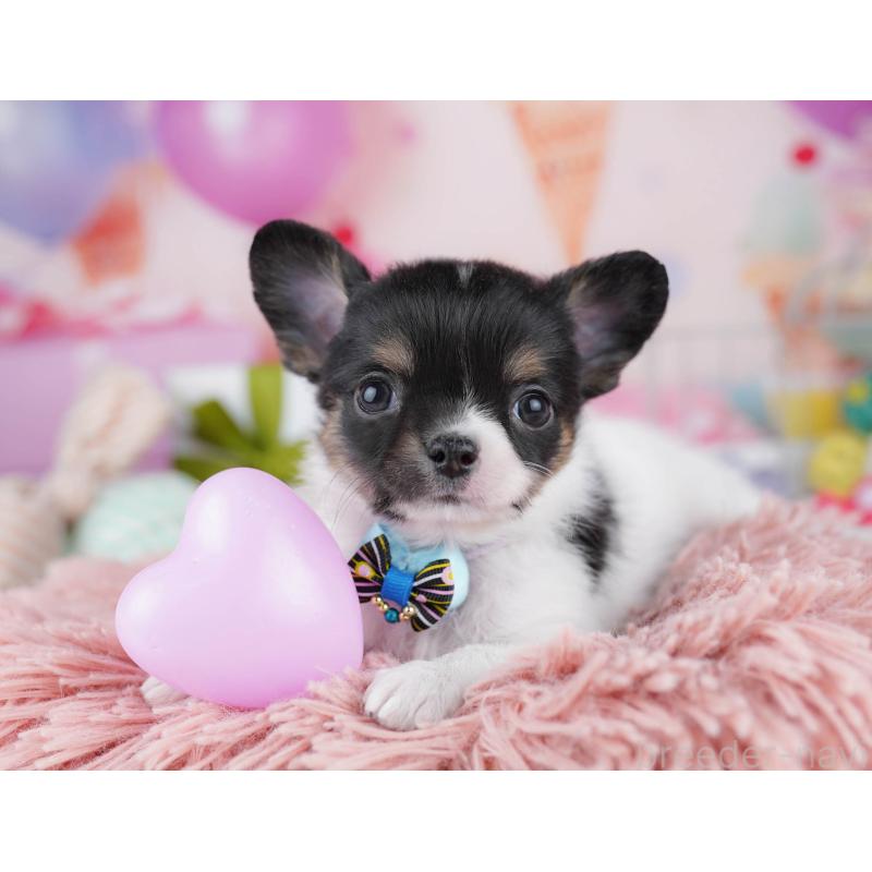 販売中の千葉県のチワワ(ロングコート)-437716の8枚目