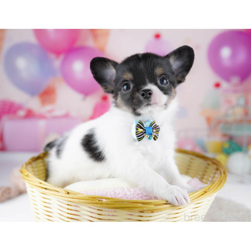 販売中の千葉県のチワワ(ロングコート)-437716の7枚目