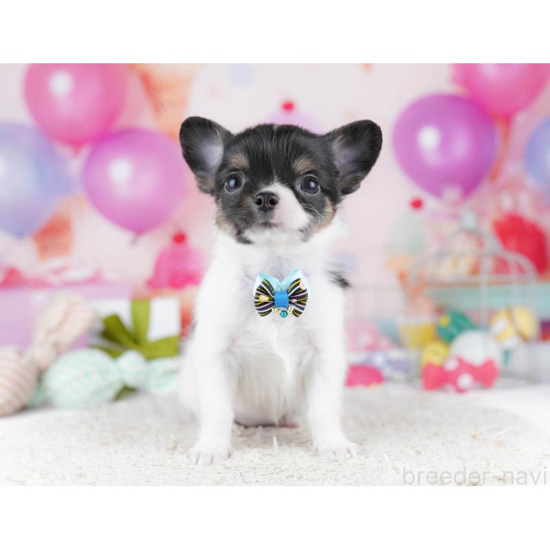 販売中の千葉県のチワワ(ロングコート)-437716の6枚目