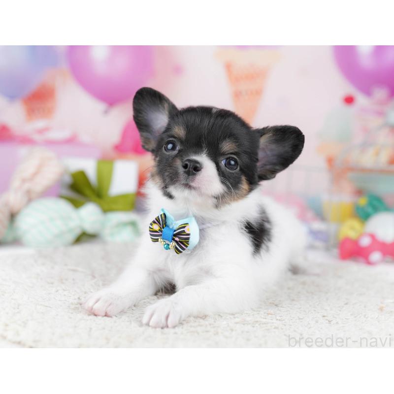 販売中の千葉県のチワワ(ロングコート)-437716の5枚目