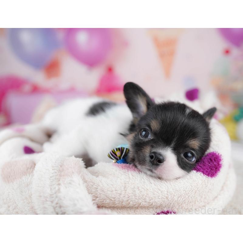 販売中の千葉県のチワワ(ロングコート)-437716の4枚目