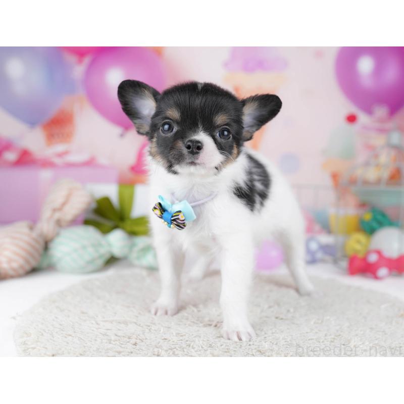 販売中の千葉県のチワワ(ロングコート)-437716の3枚目