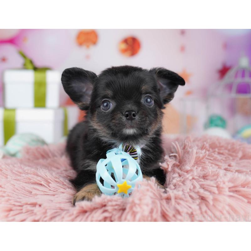 販売中の千葉県のチワワ(ロングコート)-437714の1枚目