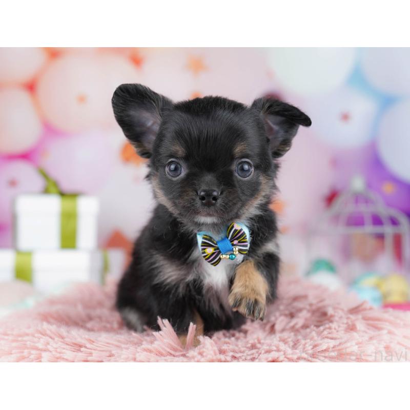 販売中の千葉県のチワワ(ロングコート)-437714の11枚目