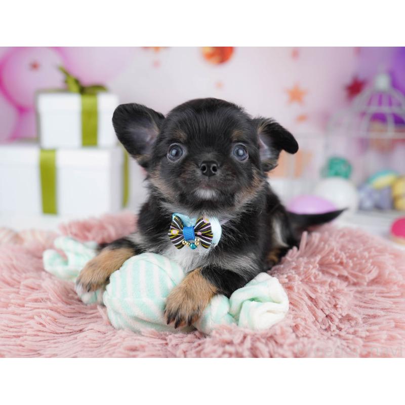 販売中の千葉県のチワワ(ロングコート)-437714の10枚目