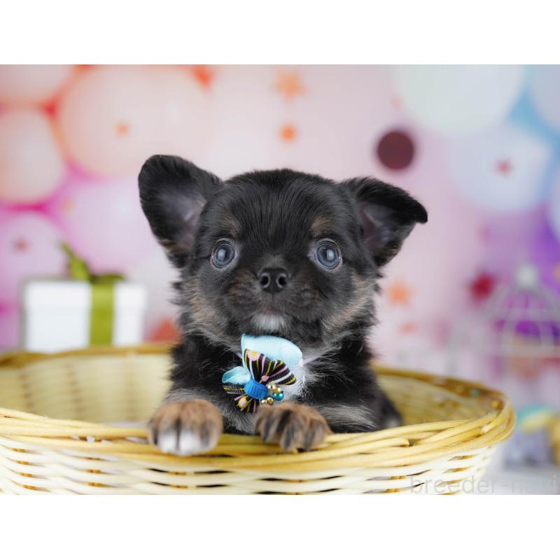 販売中の千葉県のチワワ(ロングコート)-437714の9枚目