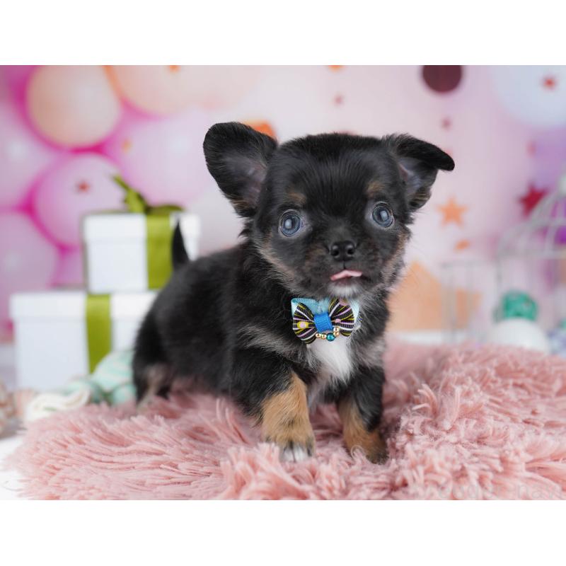 販売中の千葉県のチワワ(ロングコート)-437714の8枚目