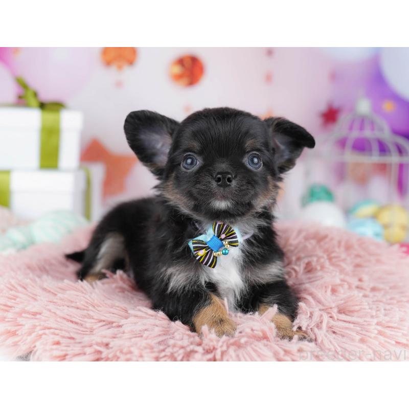 販売中の千葉県のチワワ(ロングコート)-437714の7枚目