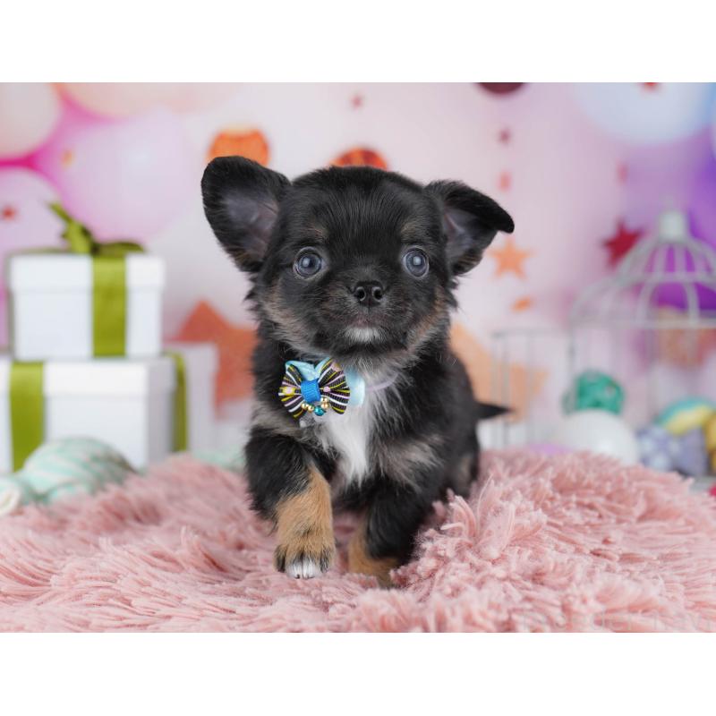 販売中の千葉県のチワワ(ロングコート)-437714の6枚目