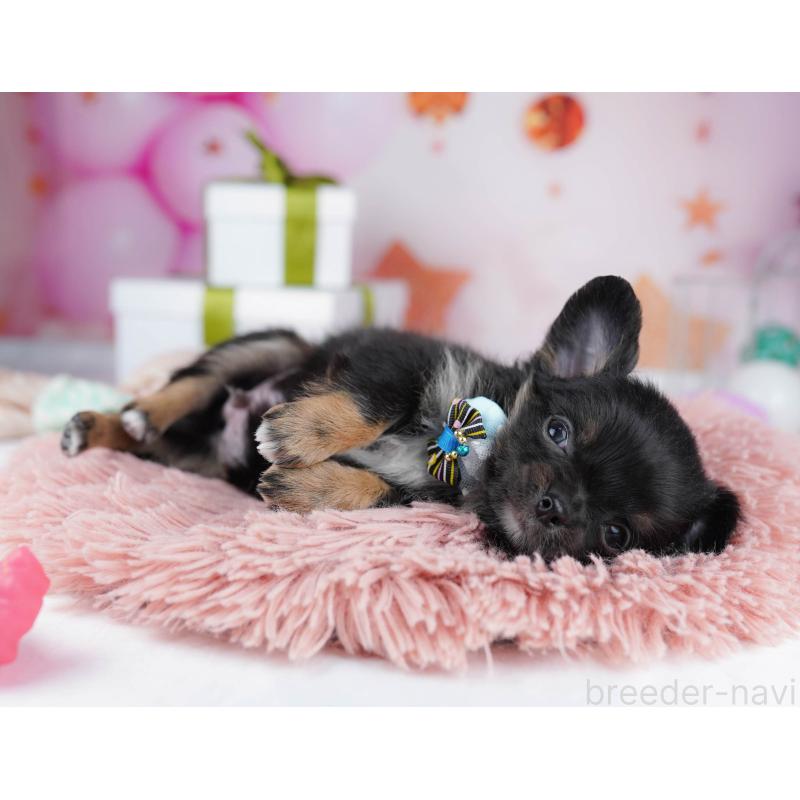 販売中の千葉県のチワワ(ロングコート)-437714の5枚目