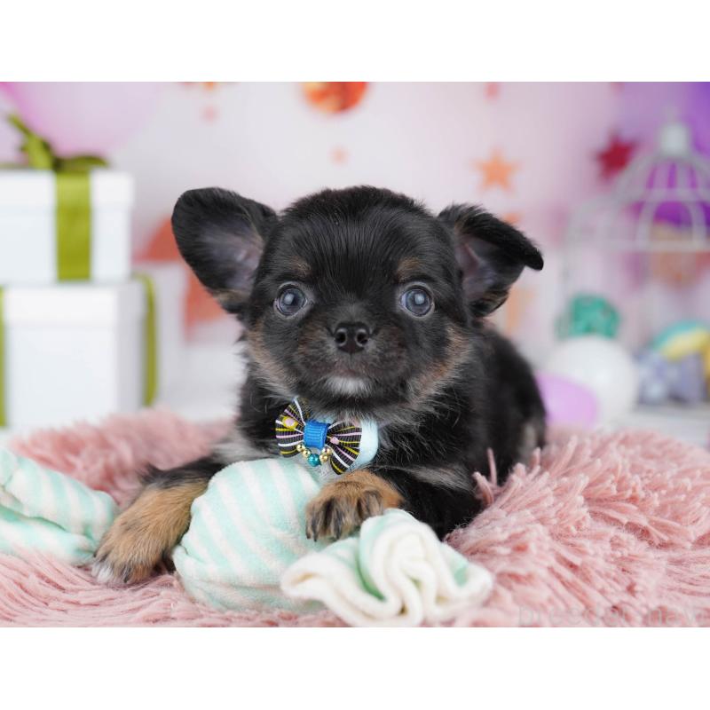 販売中の千葉県のチワワ(ロングコート)-437714の4枚目